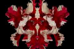Jeff-Robb-KODA-Rorschach-Flower-Cris-Contini-Contemporary