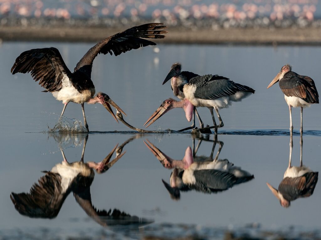 Fotografia naturalistica. FIAF vince la Coppa del Mondo Natura FIAP. Fotogallery