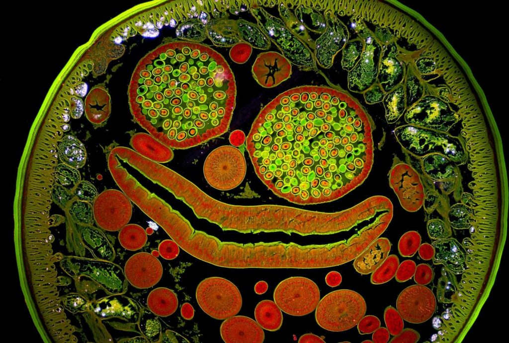 Firenze. Al Museo della Fondazione Scienza e Tecnica il micromondo degli insetti catturato dall’obiettivo di Massimo Brizzi