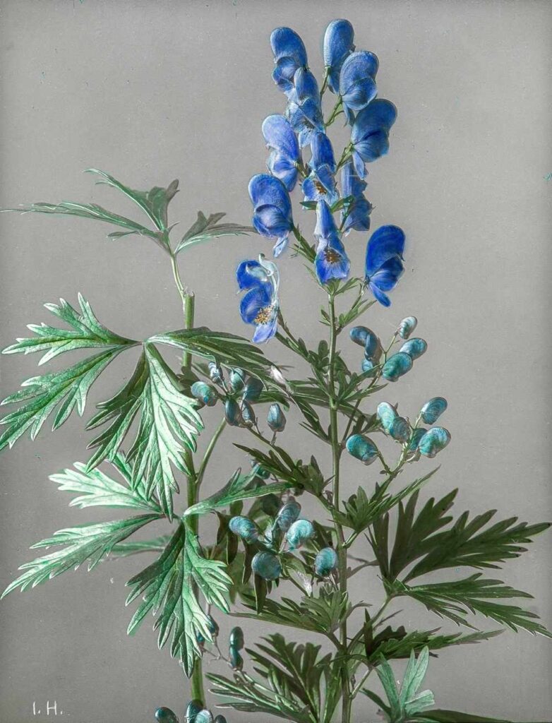 Natura, arte e scienza si intrecciano al Museo Vincenzo Vela. Foto
