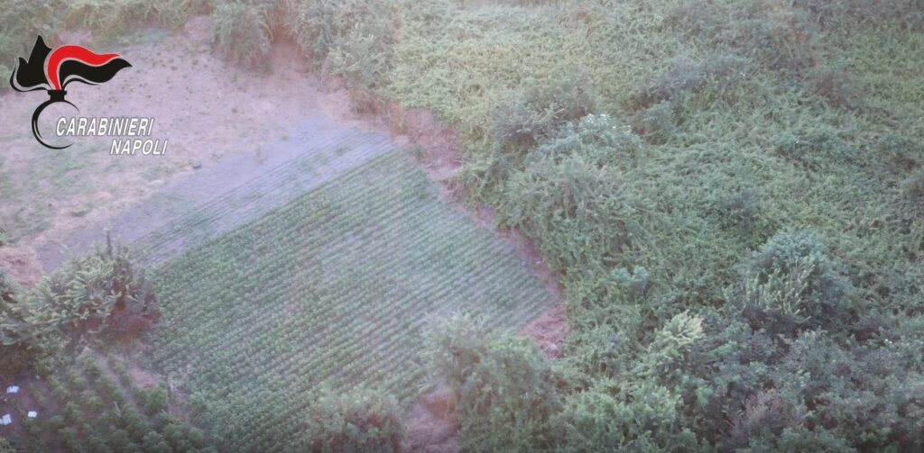 Pompei, scoperta una piantagione di marijuana in un fondo di pertinenza del Parco Archeologico