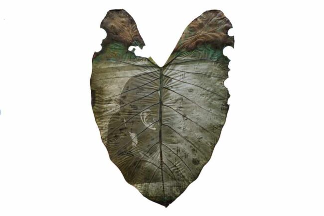 ORTIZMANTILLA_NATALIA_HueleaLluvia6-1