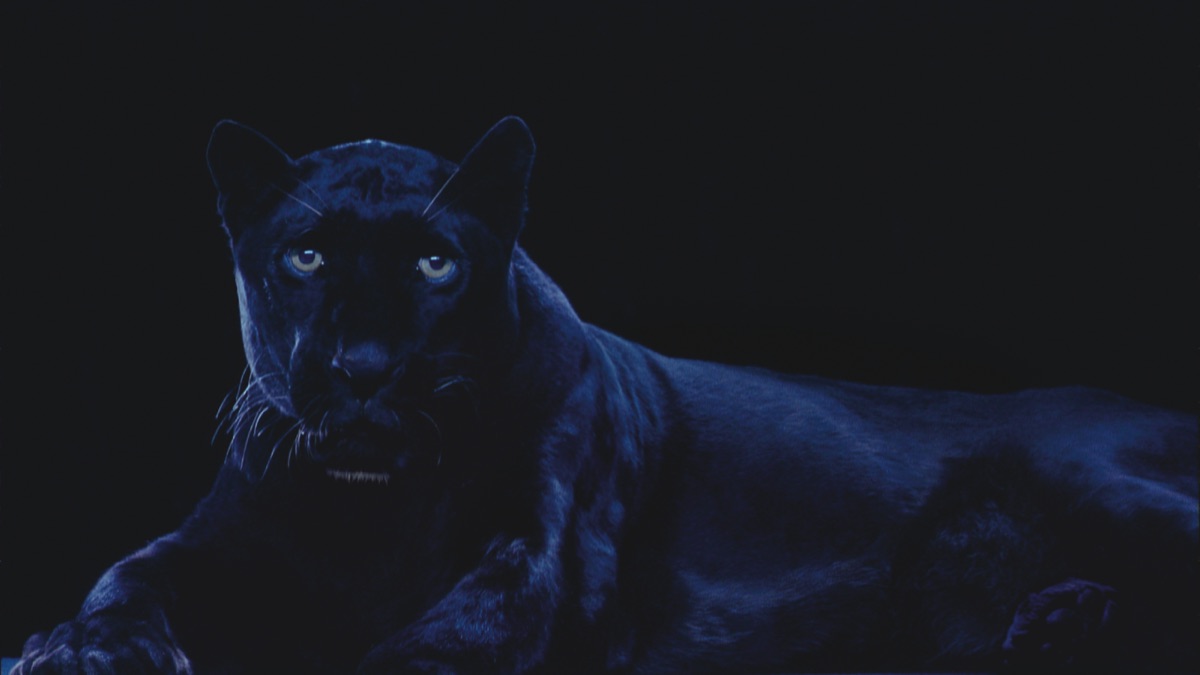 ©Robert Wilson, Ivory, pantera nera, 2006