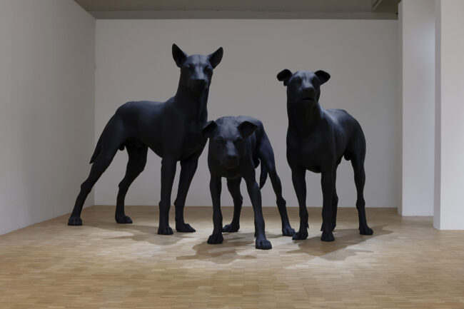 Allestimento mostra foto Gautier Deblonde