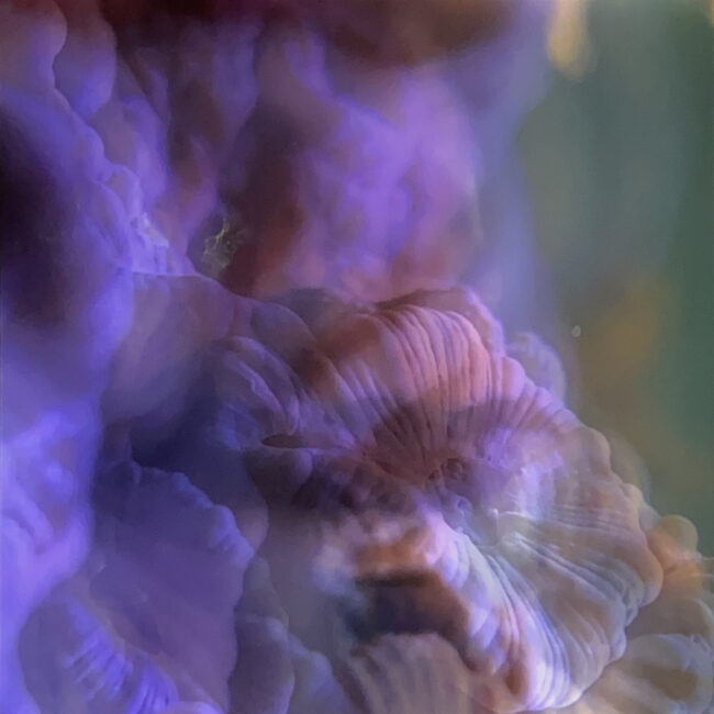 Charlotte Charbonnel, Ecrans Liquides 1, 2023, stampa fotografica su lastra di plexiglas retroilluminata, 66 x 60 x 3 cm, 3 edizione 1/3