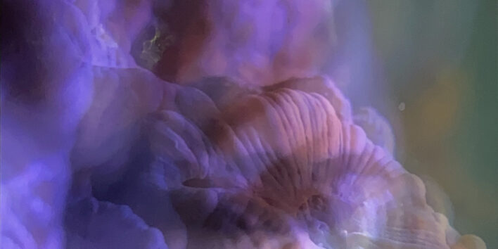 Charlotte Charbonnel, Ecrans Liquides 1, 2023, stampa fotografica su lastra di plexiglas retroilluminata, 66 x 60 x 3 cm, 3 edizione 1/3