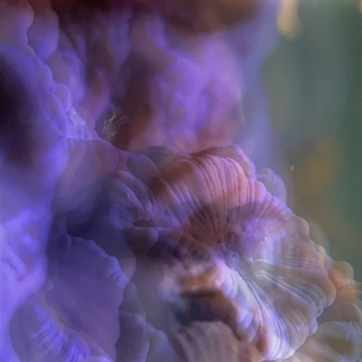 Charlotte-Charbonnel-Ecrans-Liquides-1-2023-stampa-fotografica-su-lastra-di-plexiglas-retroilluminata-66-x-60-x-3-cm-3-edizione-13 Charlotte Charbonnel, Ecrans Liquides 1, 2023, stampa fotografica su lastra di plexiglas retroilluminata, 66 x 60 x 3 cm, 3 edizione 1/3