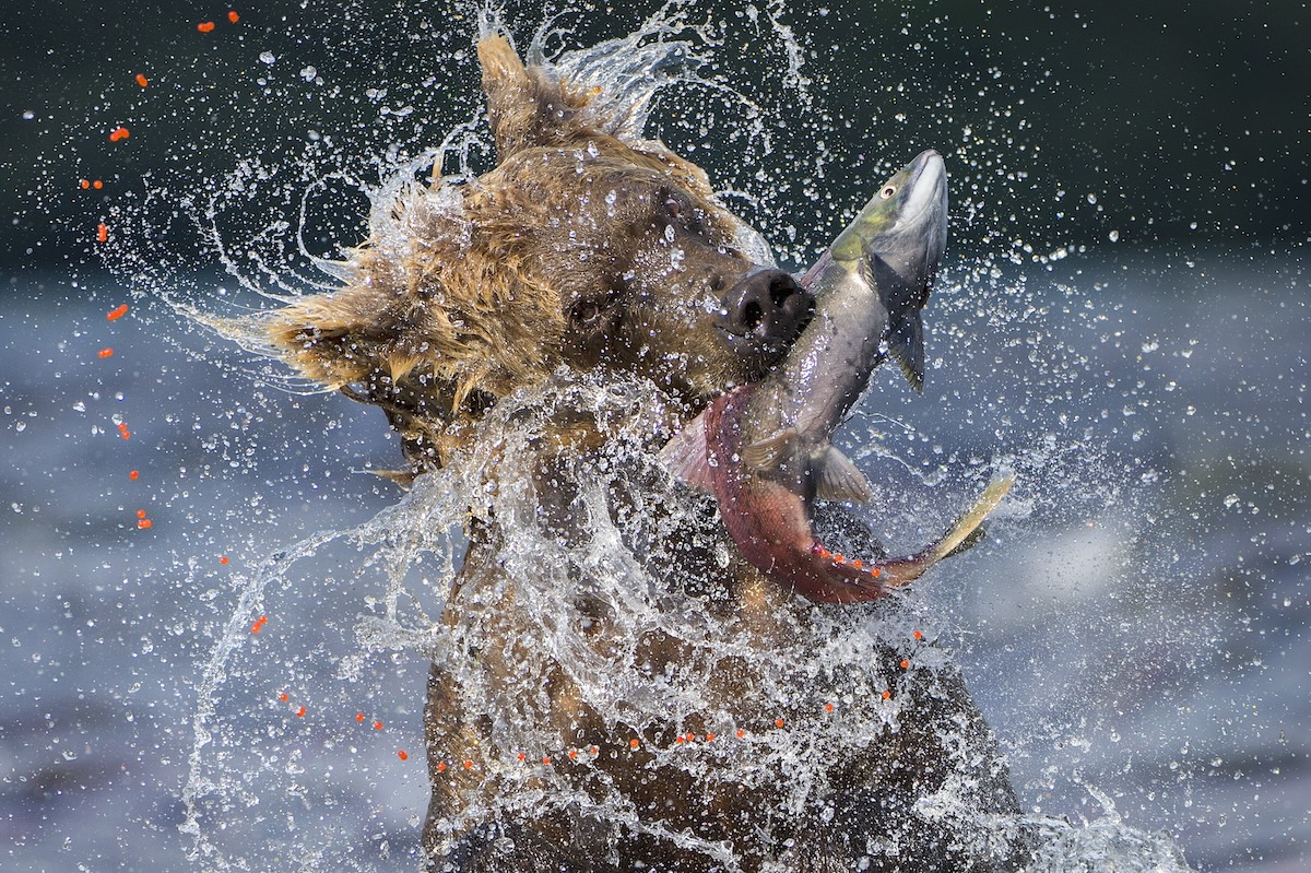 Sokeye Catch, Russia 2012 ©Va lter Bernardeschi Sokeye Catch, Russia 2012 ©Va lter Bernardeschi