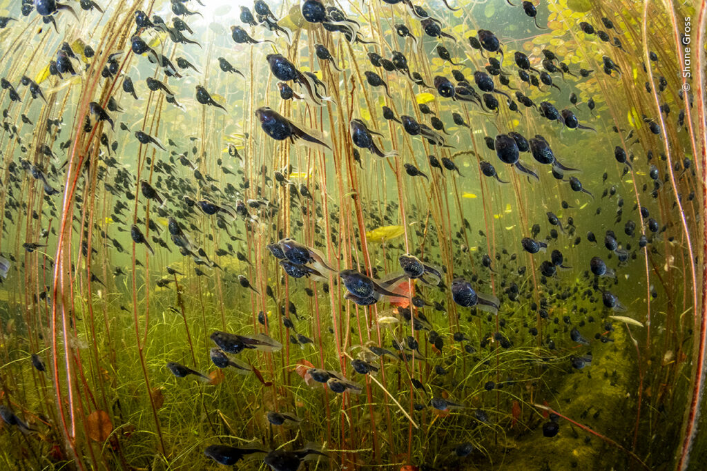 Svelati a Londra i vincitori del Wildlife Photographer of the Year 2024