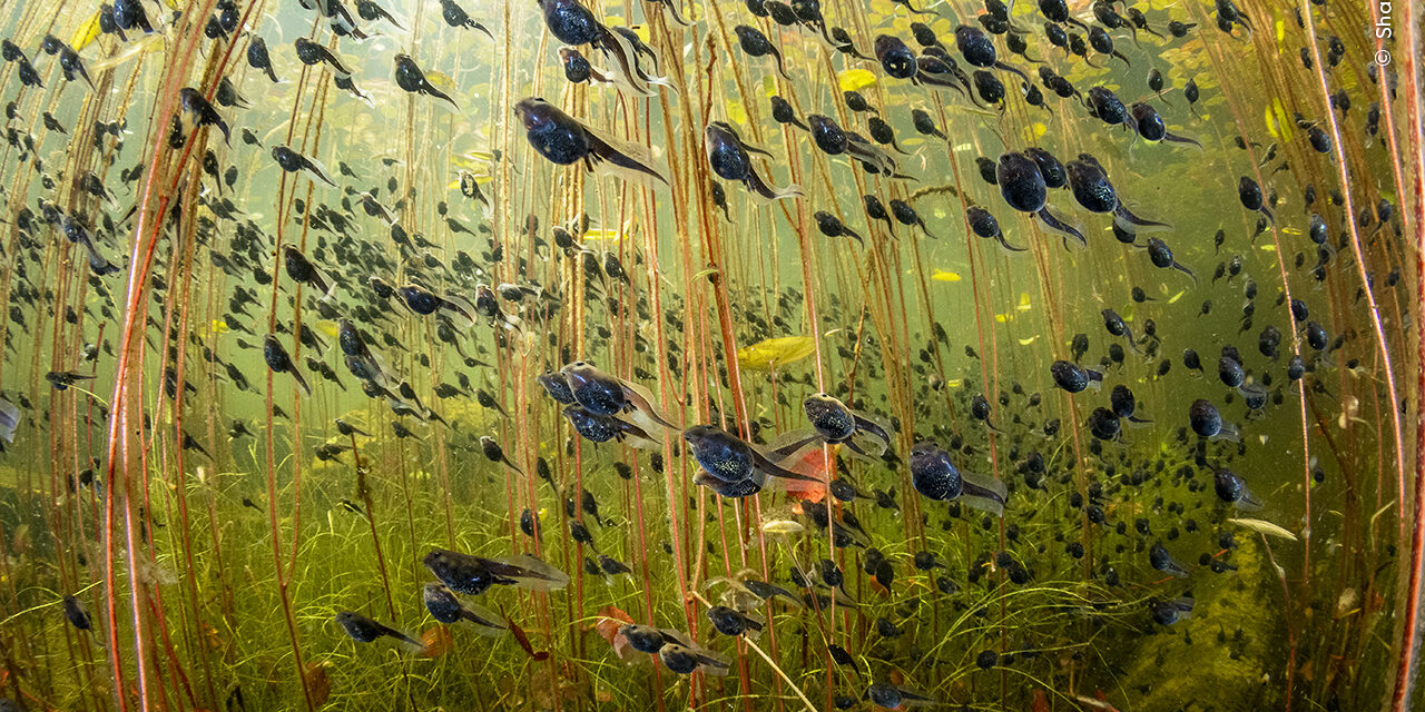 © Shane Gross, Wildlife Photographer of the Year © Shane Gross, Wildlife Photographer of the Year: Western toad (Anaxyrus boreas) tadpoles among lily pads in a lake on Vancouver Island, British Columbia, Canada.