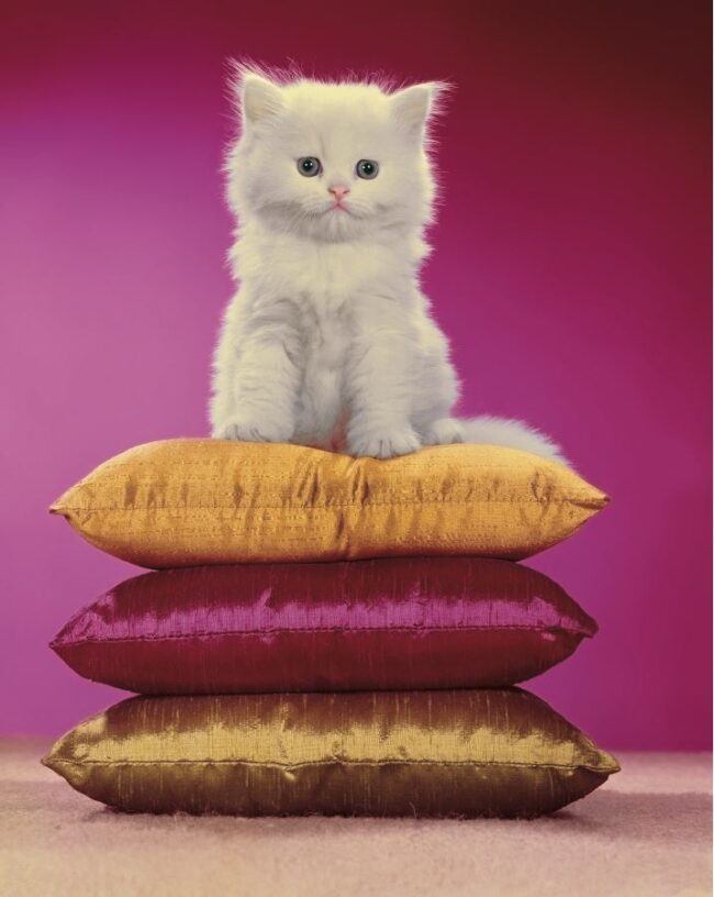 Walter Chandoha_1962 Walter Chandoha, New Jersey, 1962 ©️ Walter Chandoha Archive