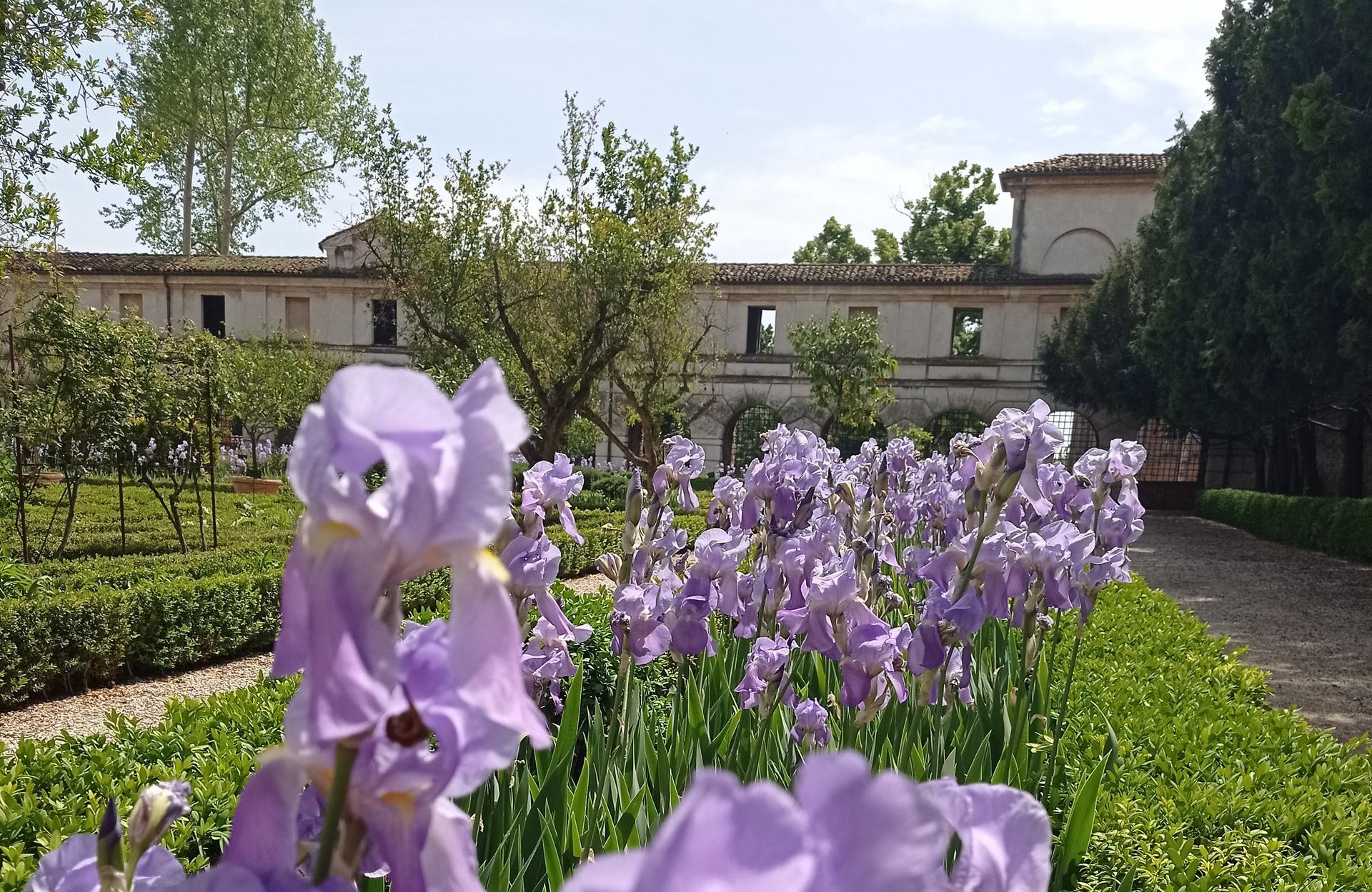 Iris (11) CUT Palazzo Ducale di Mantova