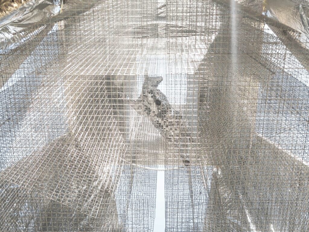 Edoardo Tresoldi tra i 5 artisti al concorso per l’Agnello della Sagrada Familia