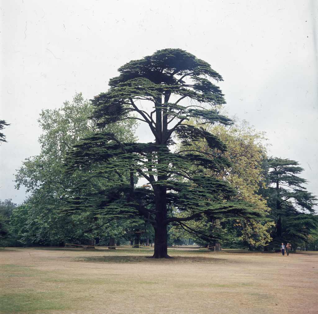 A Pavullo la mostra “Alberi Maestri”: quando l’arte incontra la natura
