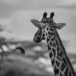 Selvatica – Arte e Natura in Festival a Biella